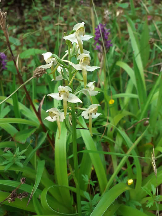 Greater butterfly orchid, Tobermory