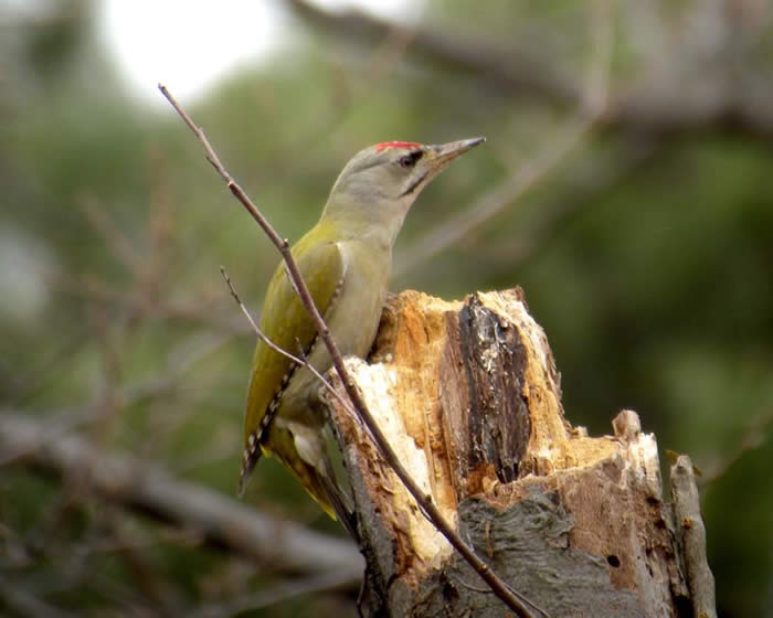 grey-headed woodpecker (Domen Stanič)