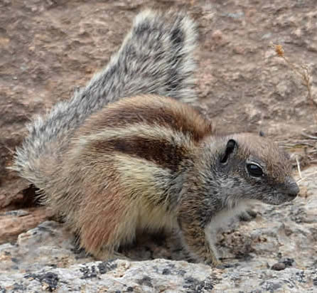 Barbary ground squirrel