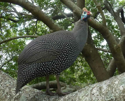 helmeted guineafowl