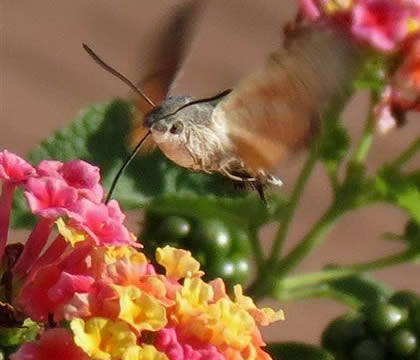 hummingbird hawkmoth on lantana