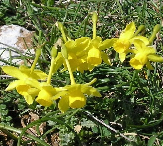 jonquil