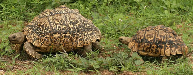 leopard tortoises