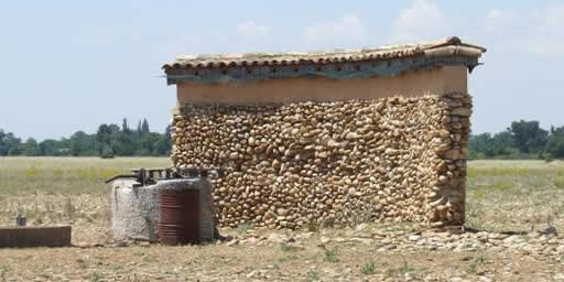 lesser kestrel wall