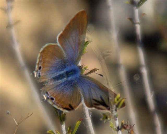 long-tailed blue