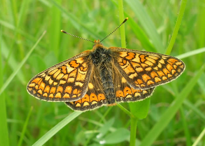 marsh fritillary