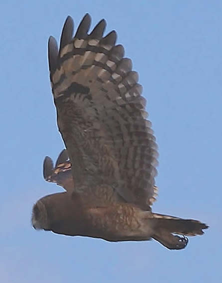 marsh owl (Simon Tonkin)