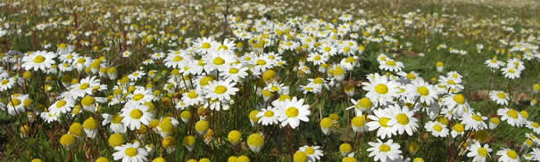 Field mayweed