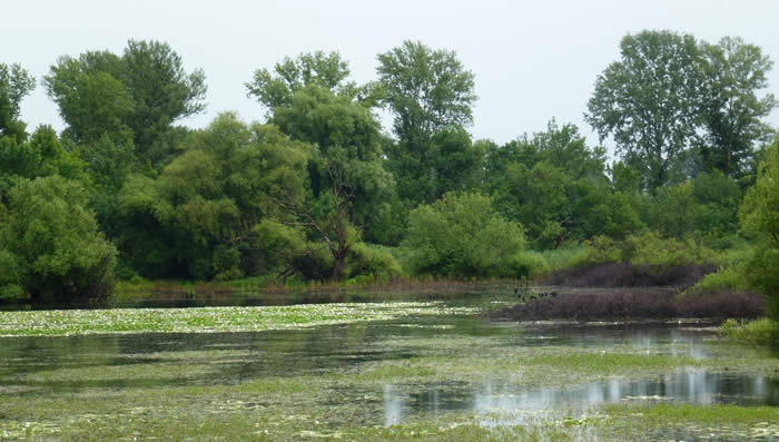 oxbow lake