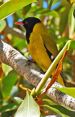 black-headed oriole