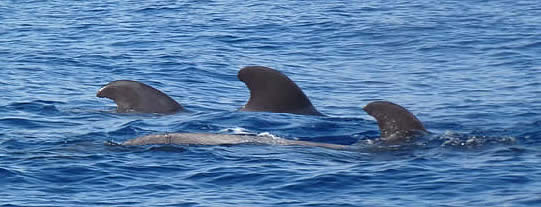 pilot whales