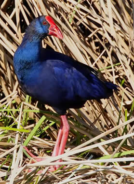 purple gallinule