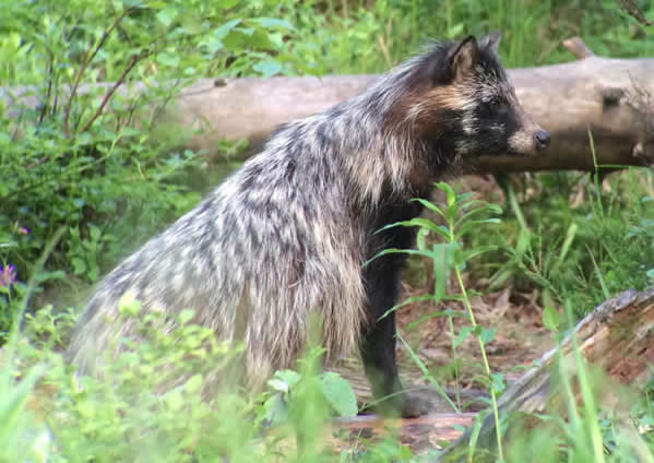 raccoon dog