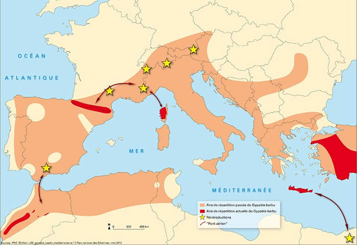 Lammergeier distribution