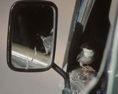 Sardinian warbler