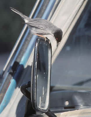 Sardinian warbler