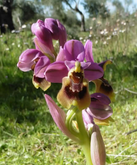 sawfly orchid
