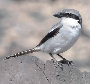 southern grey shrike