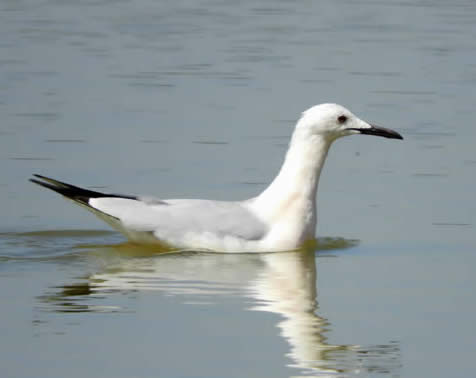slender-billed gull