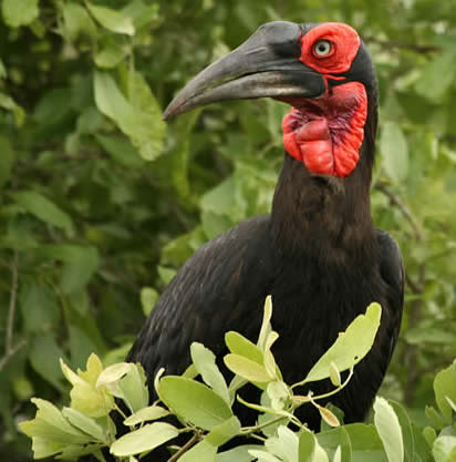 southern ground hornbill