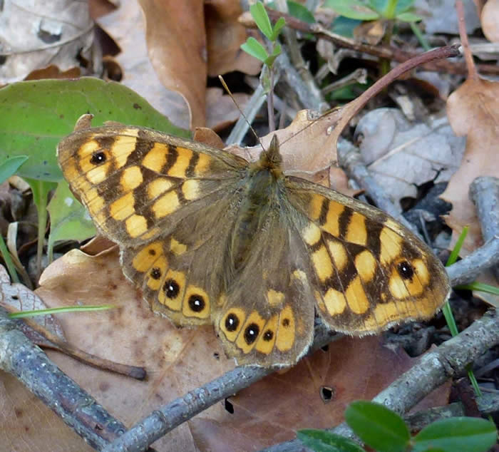 speckled wood