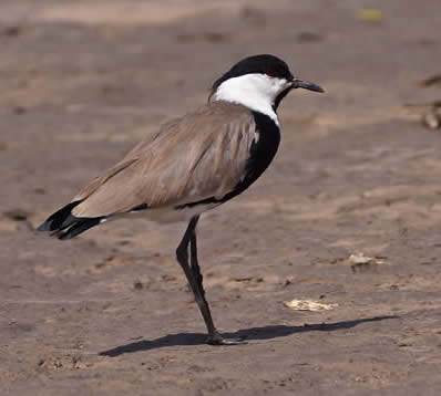 spur-winged lapwing