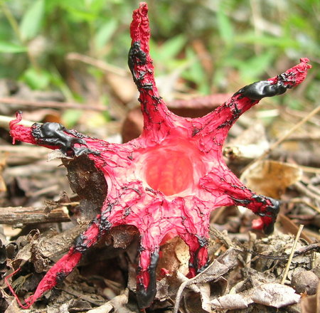 stink horn fungus Aserae rubra