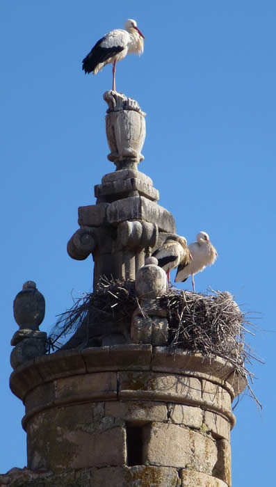storks in Trujillo