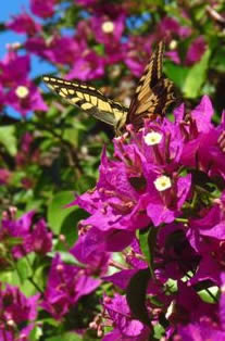 swallowtail on bougainvillea
