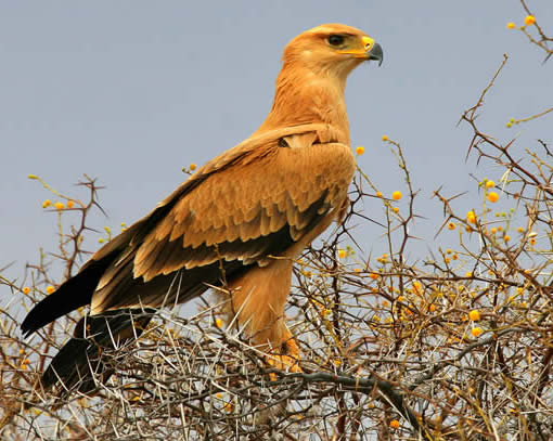 tawny eagle