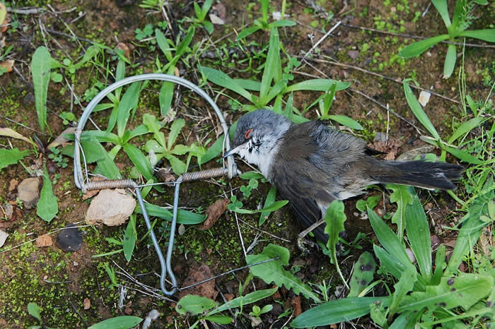 Sardinian warbler with snare trap