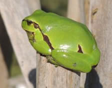 tree frog