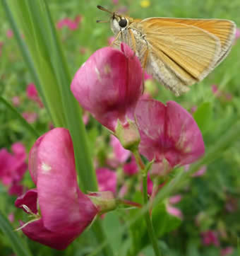 tuberous pea with Essex skipper