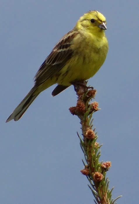 yellowhammer