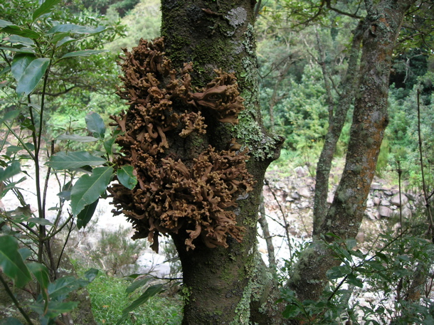 Fungus Laurobasidium laurii on laurel