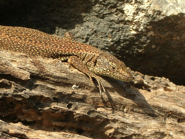 Madeira wall lizard