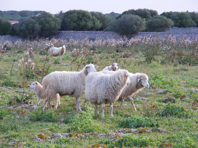 Sheep and asphodels at Matchani Gran (Christine Willey)