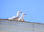 Audouin's gulls (Christine Willey)