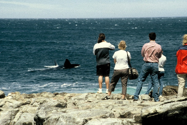 Whale watching at Hermanus (Geoff Crane)