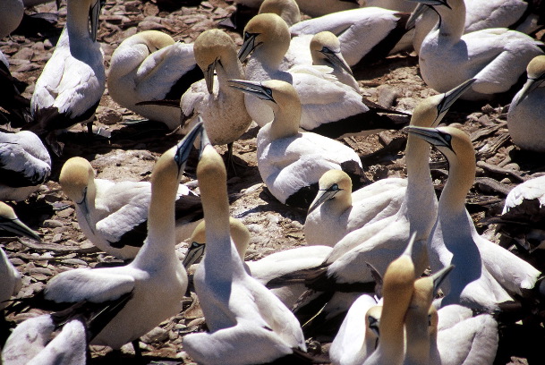 Cape gannets (Geoff Crane)