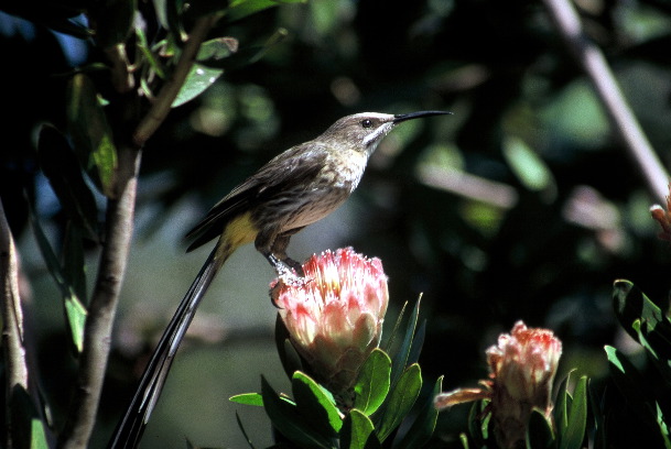 Cape sugarbird, again on Protea compacta (Geoff Crane)