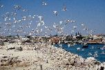 Terns at Lambert's Bay (Geoff Crane)