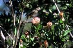 Cape sugarbird on Protea compacta (Geoff Crane)