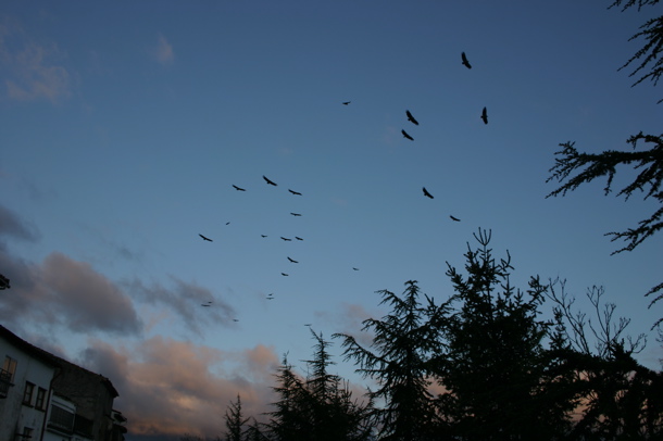 vultures at dawn (Chris Gibson)
