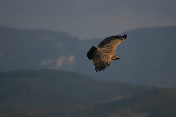 Griffon vulture (Chris Gibson)