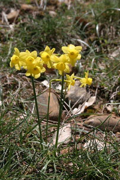 Rock daffodils (Chris Gibson)