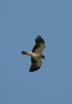 pale phase booted eagle  (Chris Gibson)