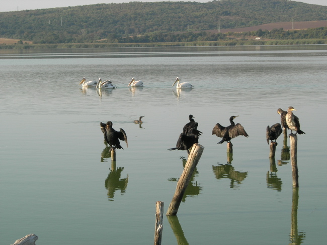 cormorants and pelicans