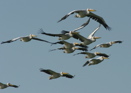 White pelicans flying (Assen Ignatov)