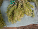Sideritis scardica on herb stall